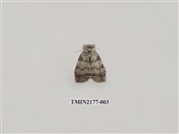 藏品(圍異波紋蛾)的圖片